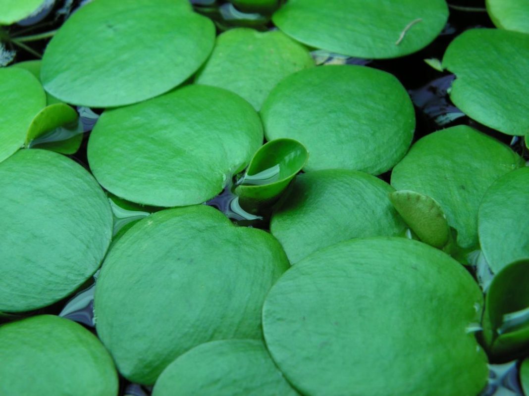 Cây bèo Nhật Bản