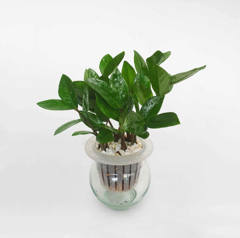 Cây thuỷ sinh kim tiền