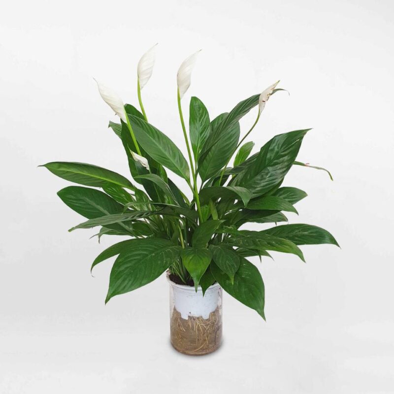 Cây lan Ý thuỷ sinh