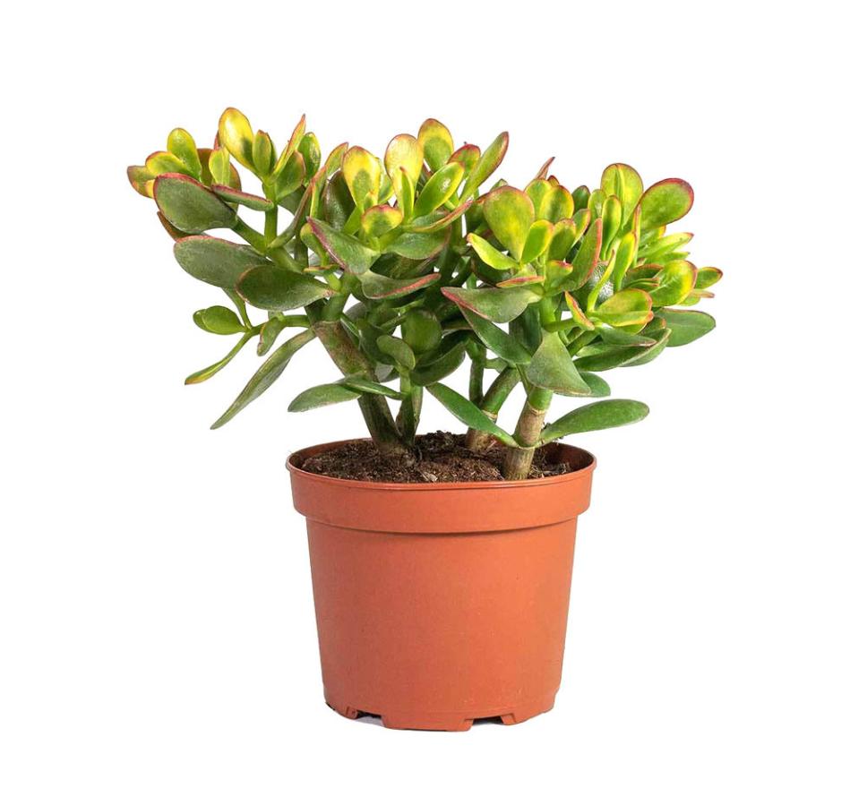 Cây sen thạch bích